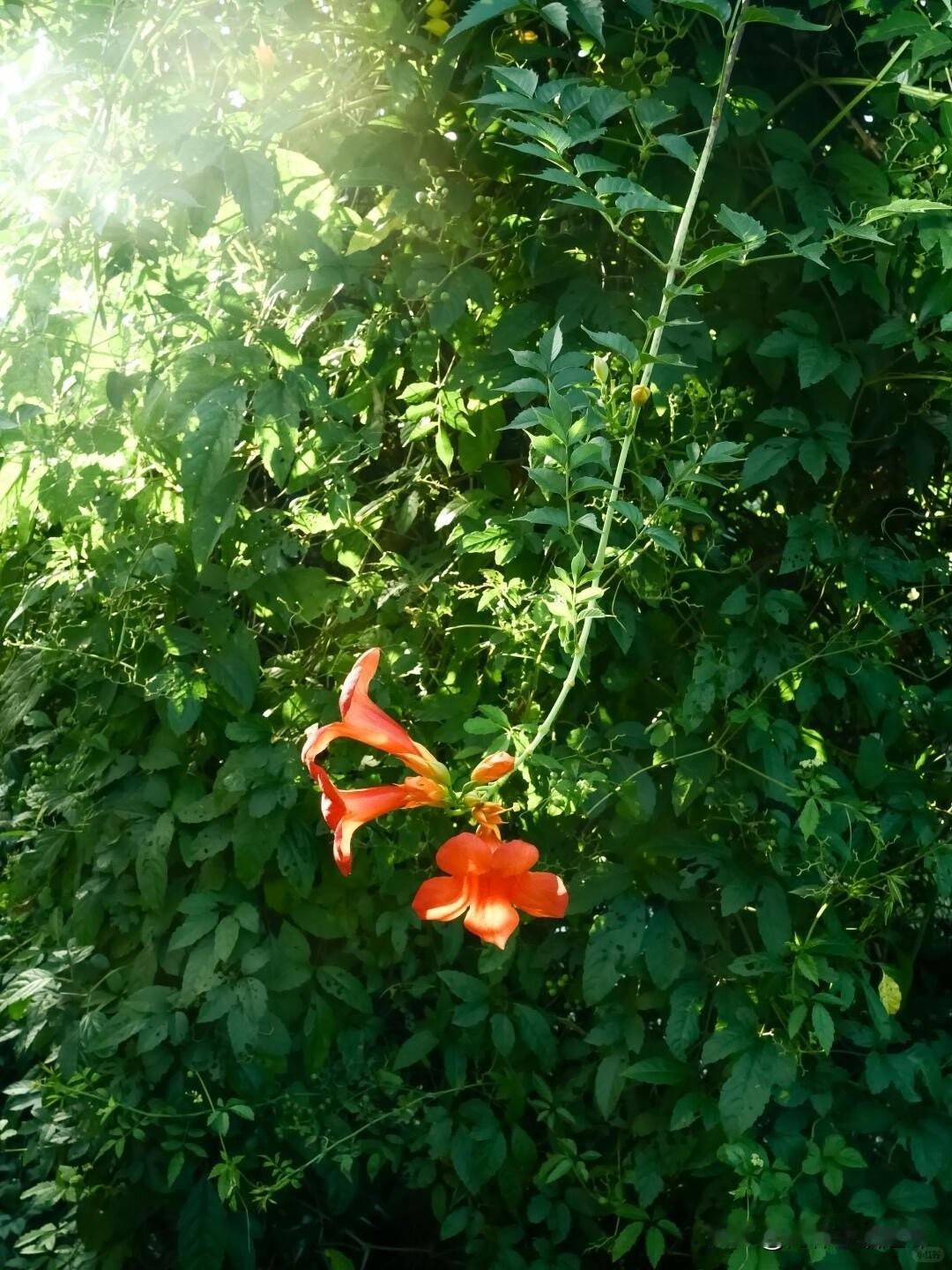 十年前，外婆意外摔成瘫痪，舅舅在外地开厂正赶上紧要关头，哭唧唧地求我妈：“姐，厂