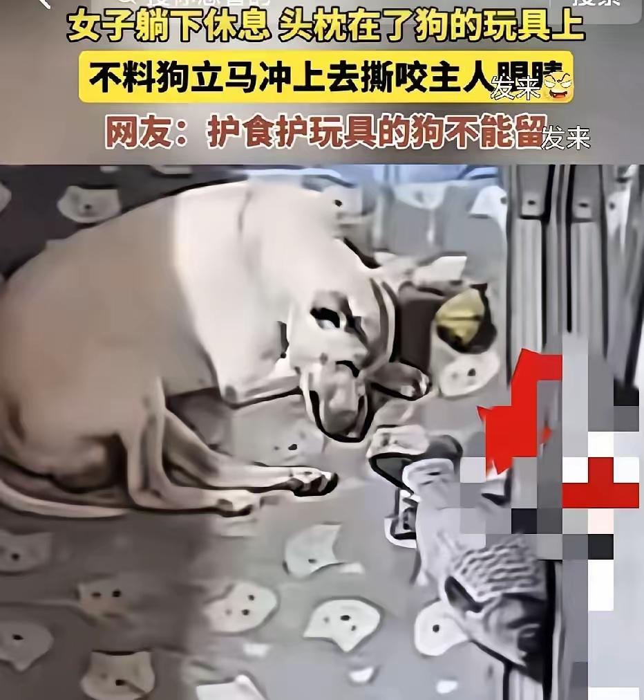 从不咬人的狗突然将女主人眼睛咬失明！教训，这是给养狗人的教训；教训，这也给那些