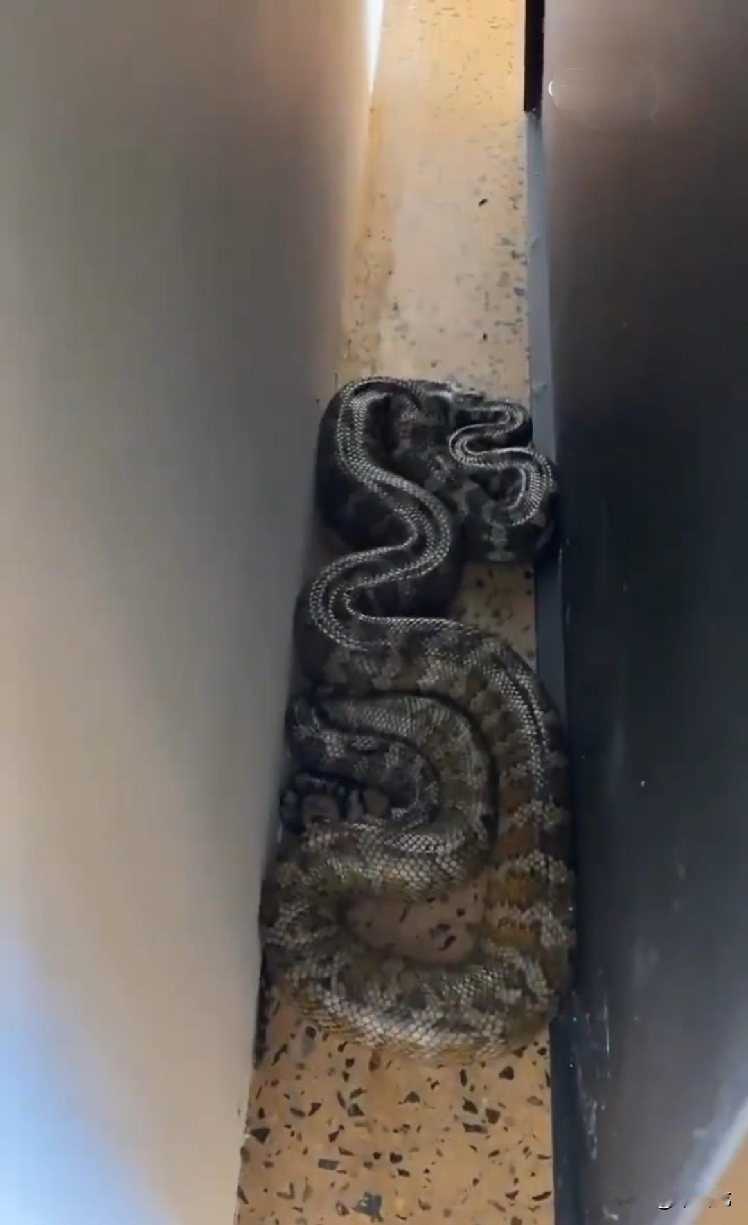 澳大利亚女孩在家里发现了一条蛇，这是一条碗口粗的网纹蟒蛇，长着三角脑袋，正丝丝地