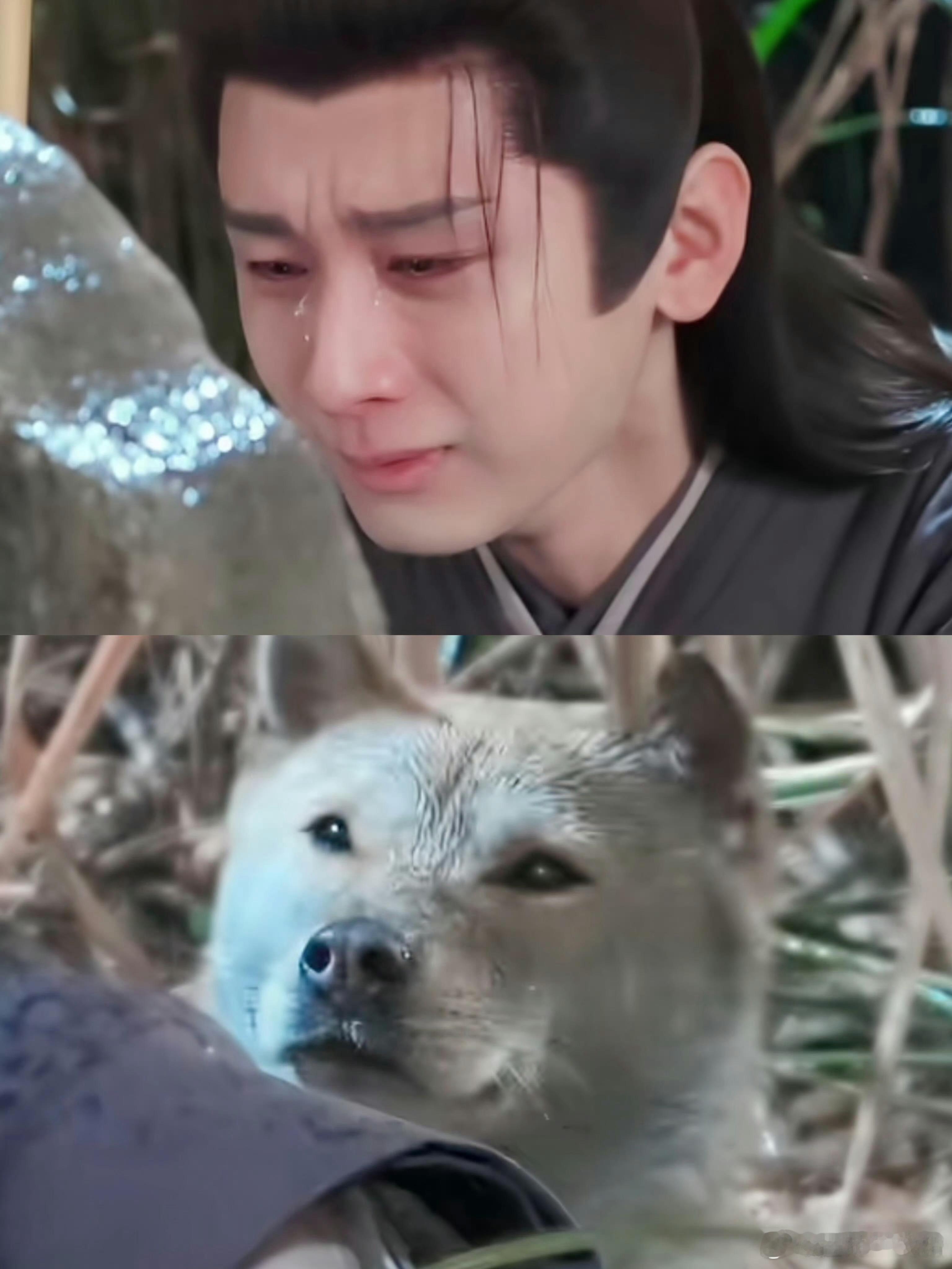 这剧咋连狗都有演技狗狗演技绝了