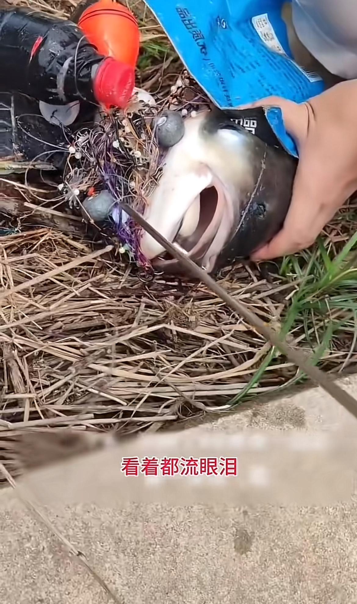 钓鱼本是娱乐身心的活动，可看到湖北那哥们钓的嘴上挂84枚鱼钩的鲢鳙，真让人心