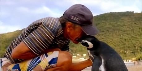 2011年5月，巴西71岁老人捕鱼时救下一只濒死的企鹅，悉心救治后放生，不料企鹅