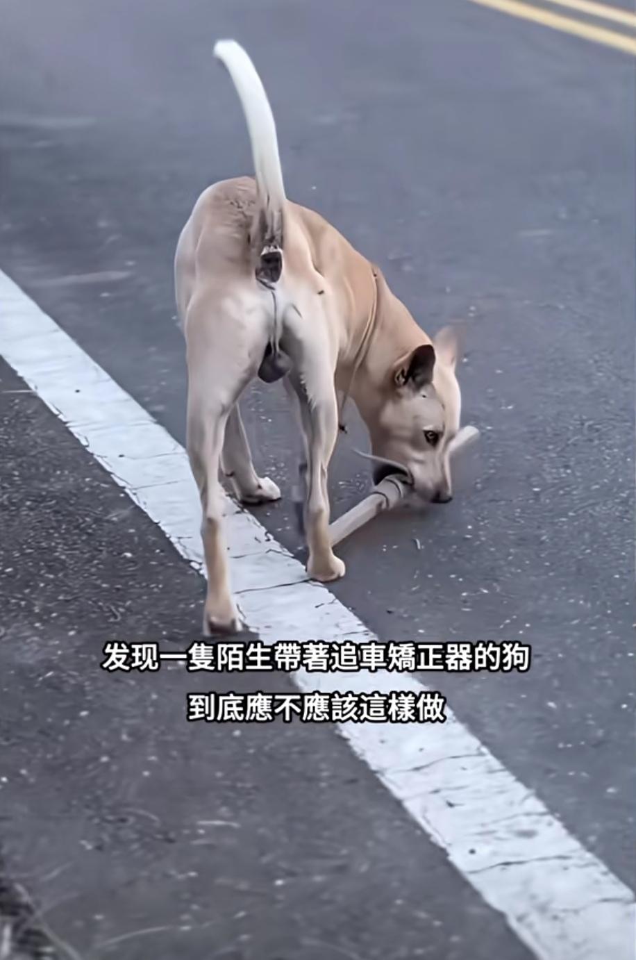 给狗套上“约束棒”，主人此举是否妥当？只因自家狗狗一见到骑车的人从家门口经过，便