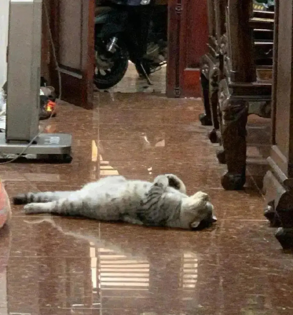 猫咪得知主人忘记买零食后…像极了小时候的我们！