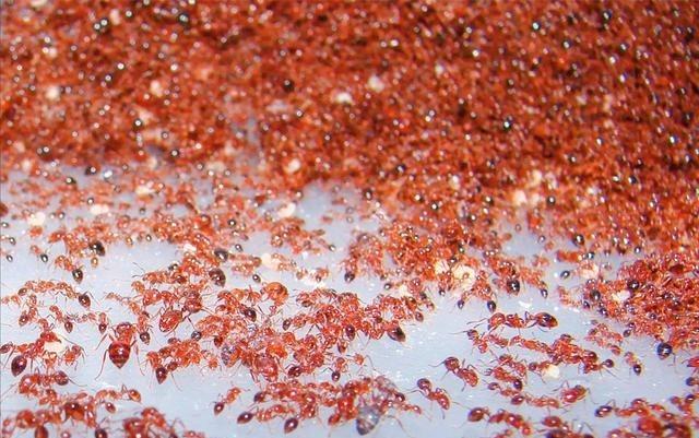 1999年，一名47岁的美国女子从4400米高空跳伞时，惊恐地发现自己的降落伞竟