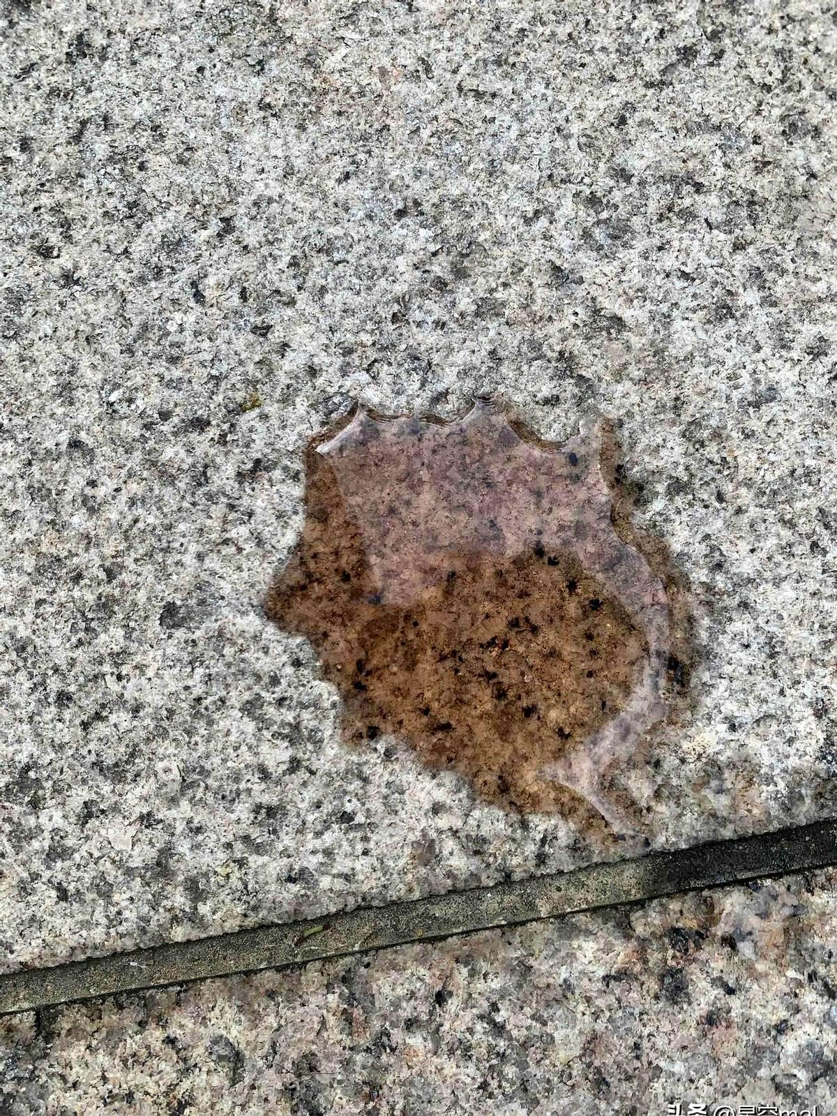 妈呀！吓得我腿都软啦！遛狗时盯着地上那滩泛红的尿迹，主人满脑子早已给这老泰迪挂