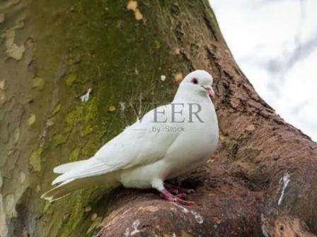 大娘家飞来白鸽赖着不走，无奈养了一年却越发不对劲，报警后警察惊呼，这竟是白化野生