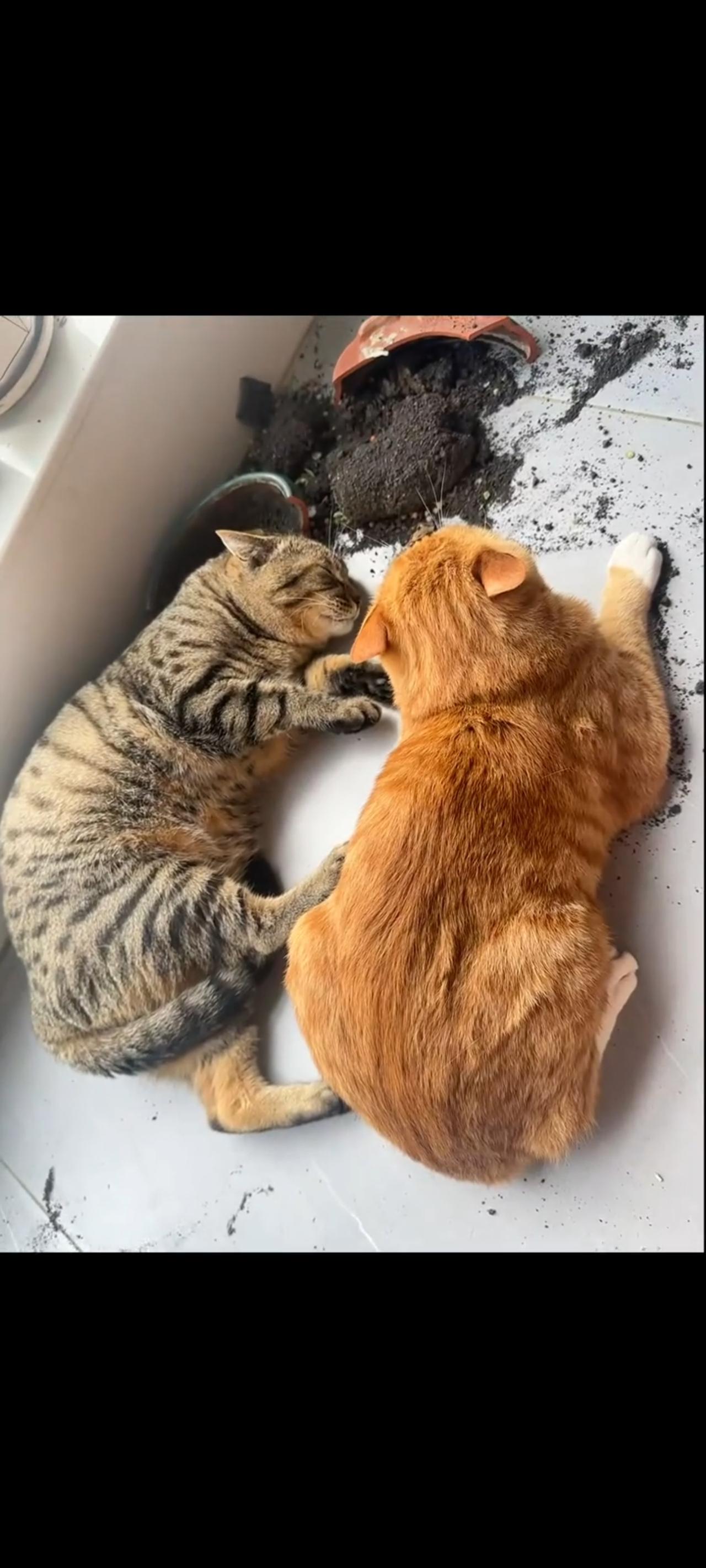 大家来帮忙猜测一下，摆放在阳台上面的盆景，究竟是哪只猫咪给打碎的？答案:A《