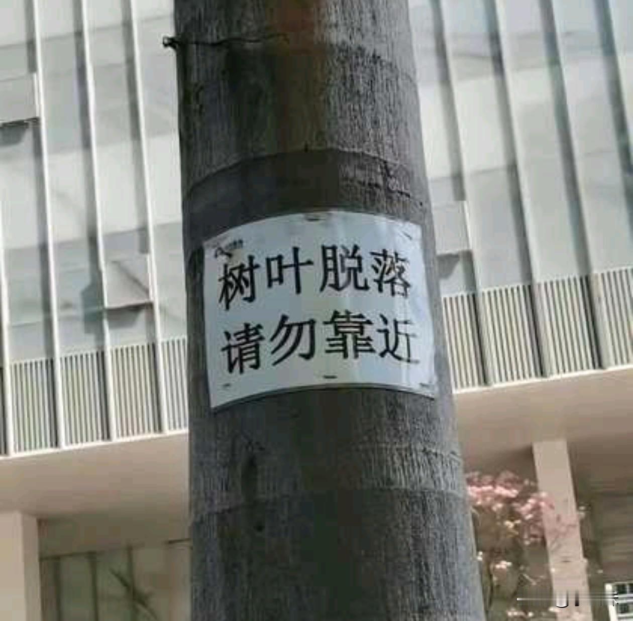 这个树叶砸的人不得青一块，紫一块