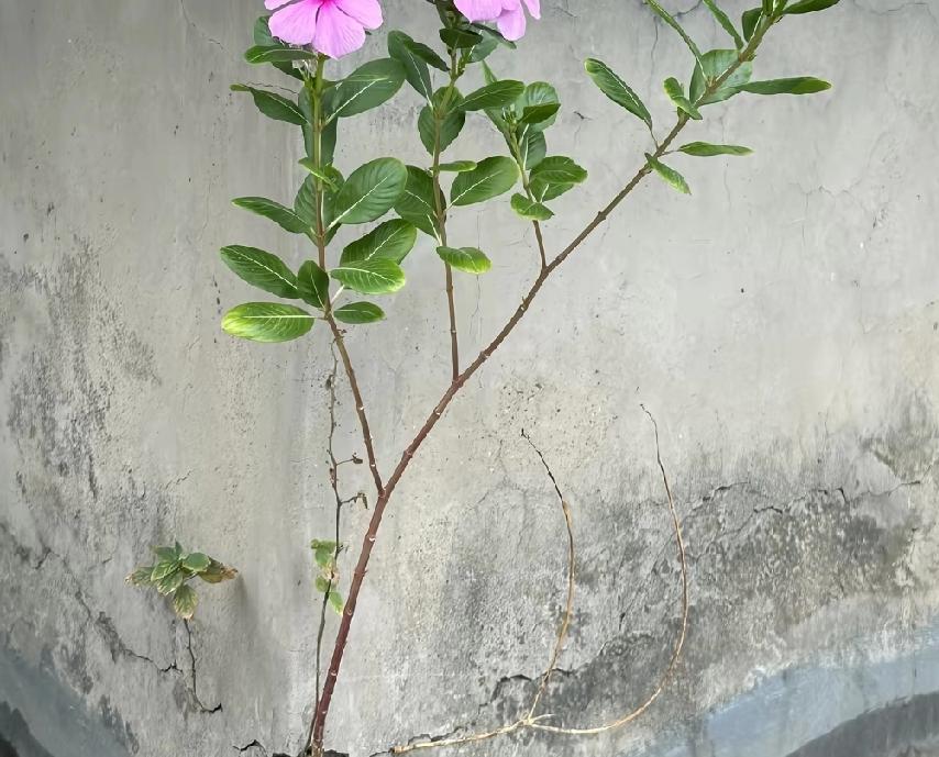 在绝境中找到出口的可能风轻轻说：别追问太多。花开花落，各有因果。你是否也正