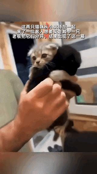 这段视频真的让人心里一软。两只小猫从小一起长大，形影不离。有一天来了位客人，只想