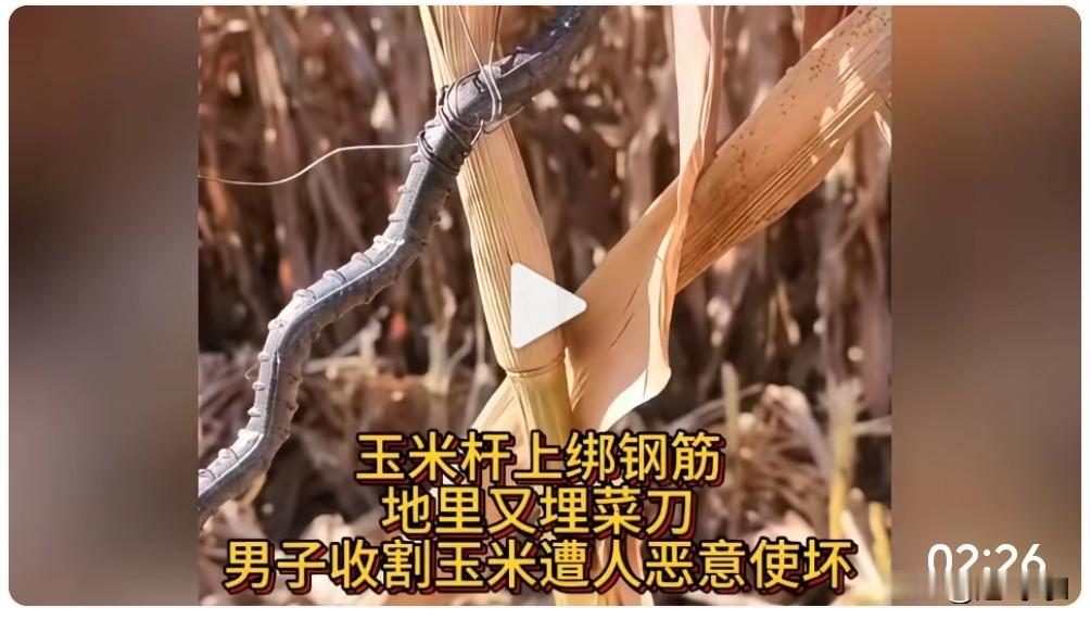 人心难测,非有人故意在别人家玉米地下钢筋,地上放菜刀,目的就是让别人家收玉米的时