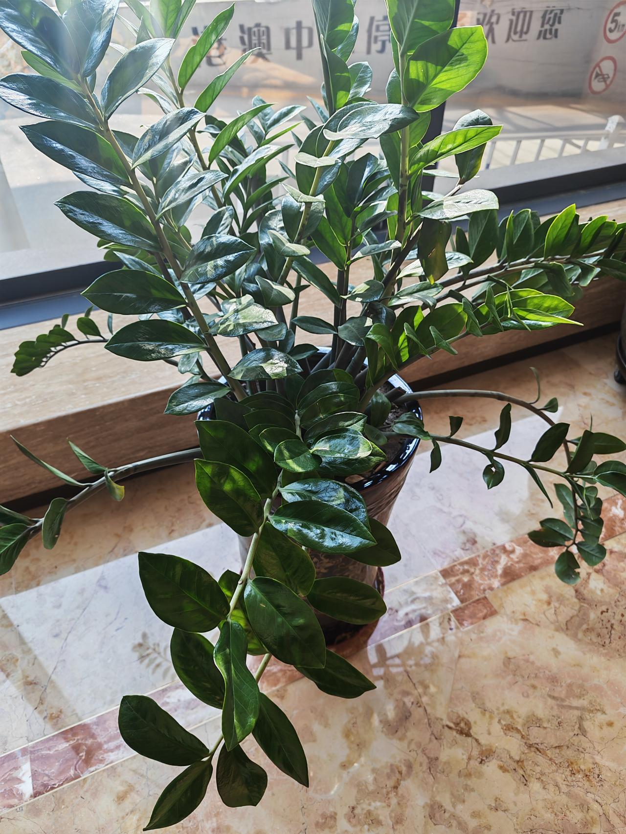 酒店大厅里这花长的真好，对于一个热爱养花的人来说，真的太羡慕了。