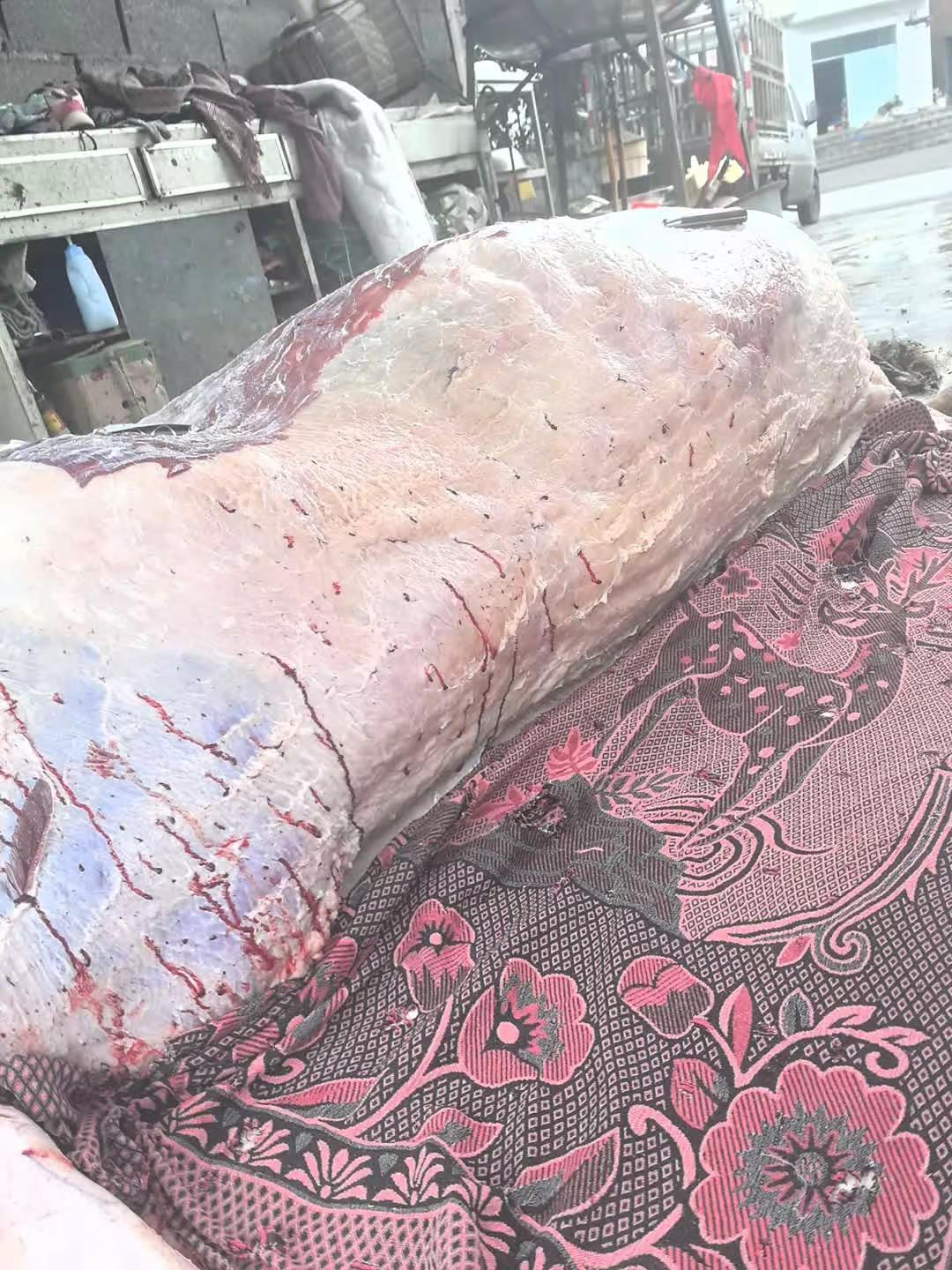 今天下午杀牛，正宗黄膘牛肉