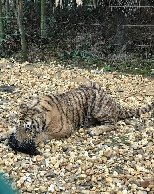 男人的困境目前中国男性有什么困境?一方面，整个社会运转体系把男性当作工具，牛