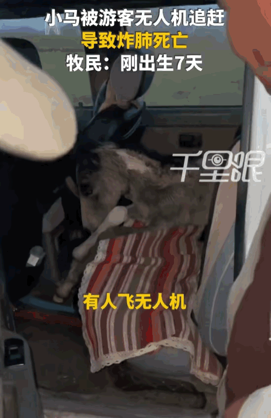 天生坏种！新疆巴音郭楞，一名游客，为了追求镜头下的“史诗级大片”，竟然操控着嗡嗡