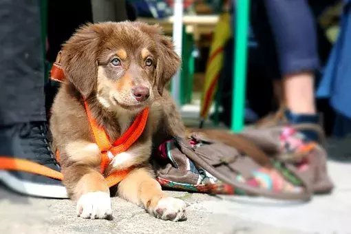 狗不小心吃了巧克力该怎么办?