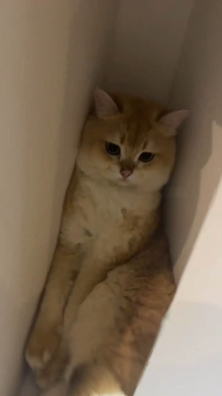 小猫被医生裹成了一条猫猫虫猫儿这个萌谁懂没找到猫，低头一看，快递盒里满满一只是什