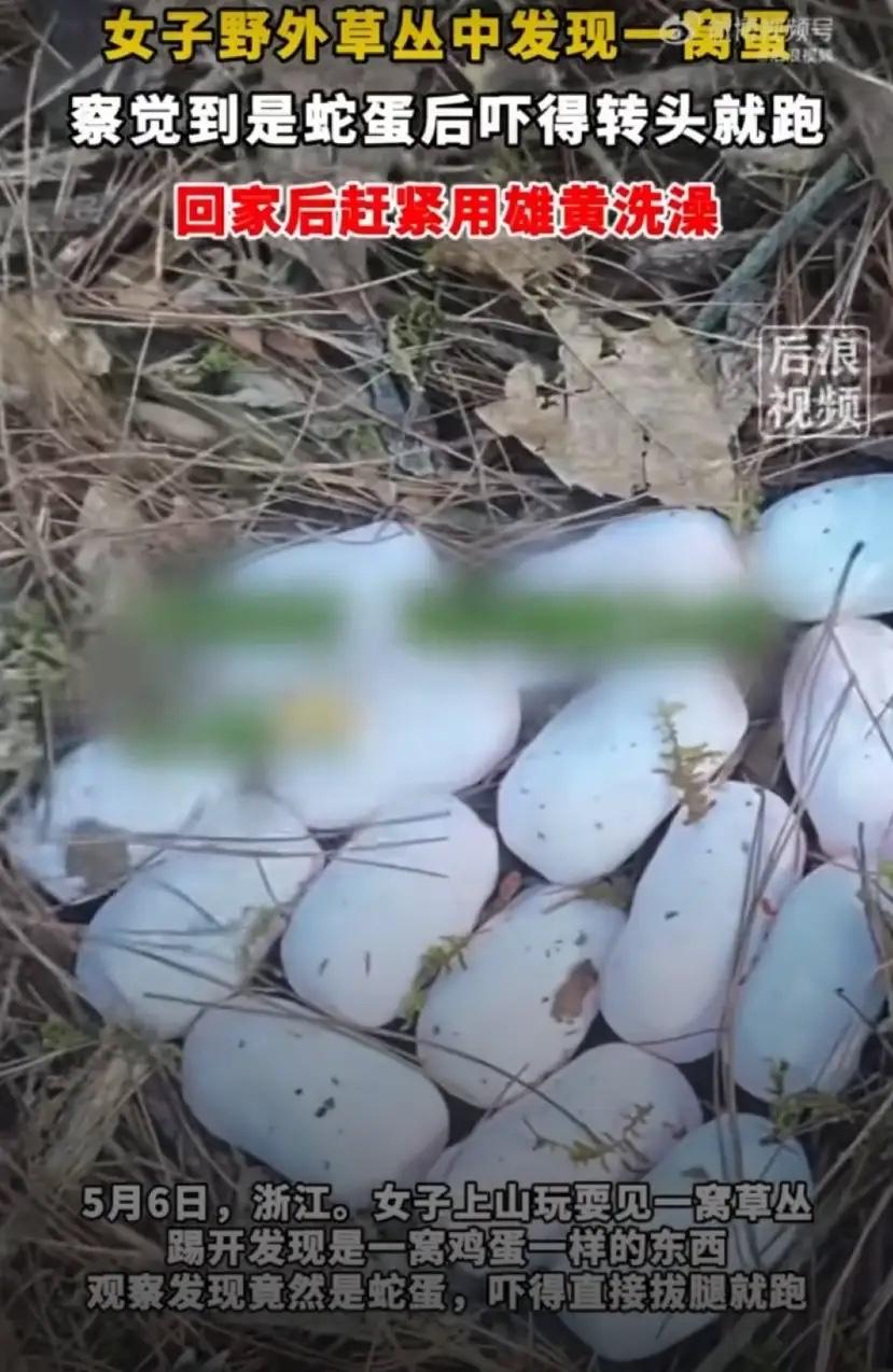 山上的野蛋也敢碰？5月6日浙江，一名女子独自进山爬山，半路发现一窝白色野蛋，毫无
