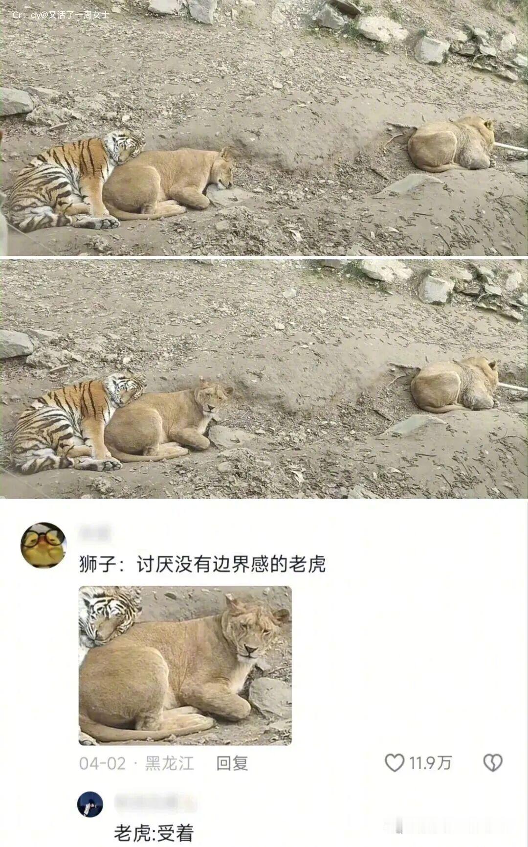 狮子：打又打不过躲又躲不了，能咋办