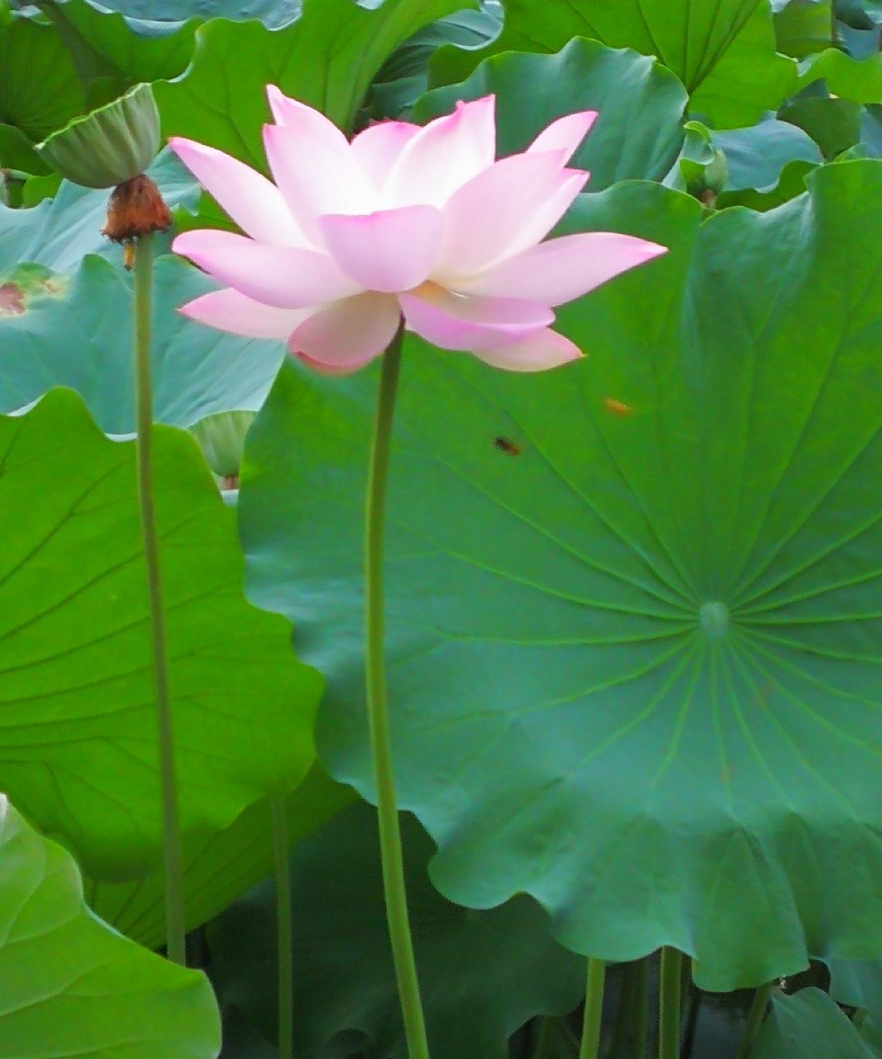 #分享你随手拍的花#夏日荷花