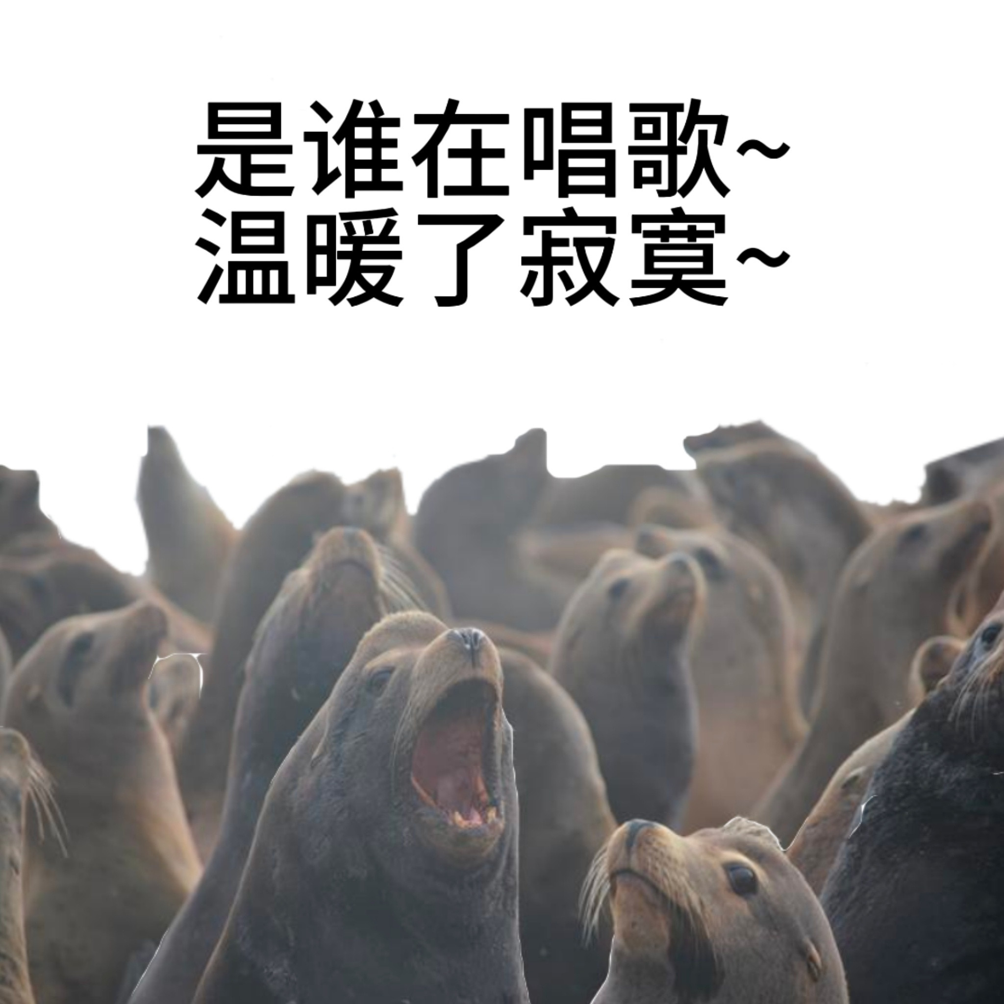 【海豹，动物界的“妙音娘子”】为什么有些海豹能模仿人类的声音？2026年《科学》