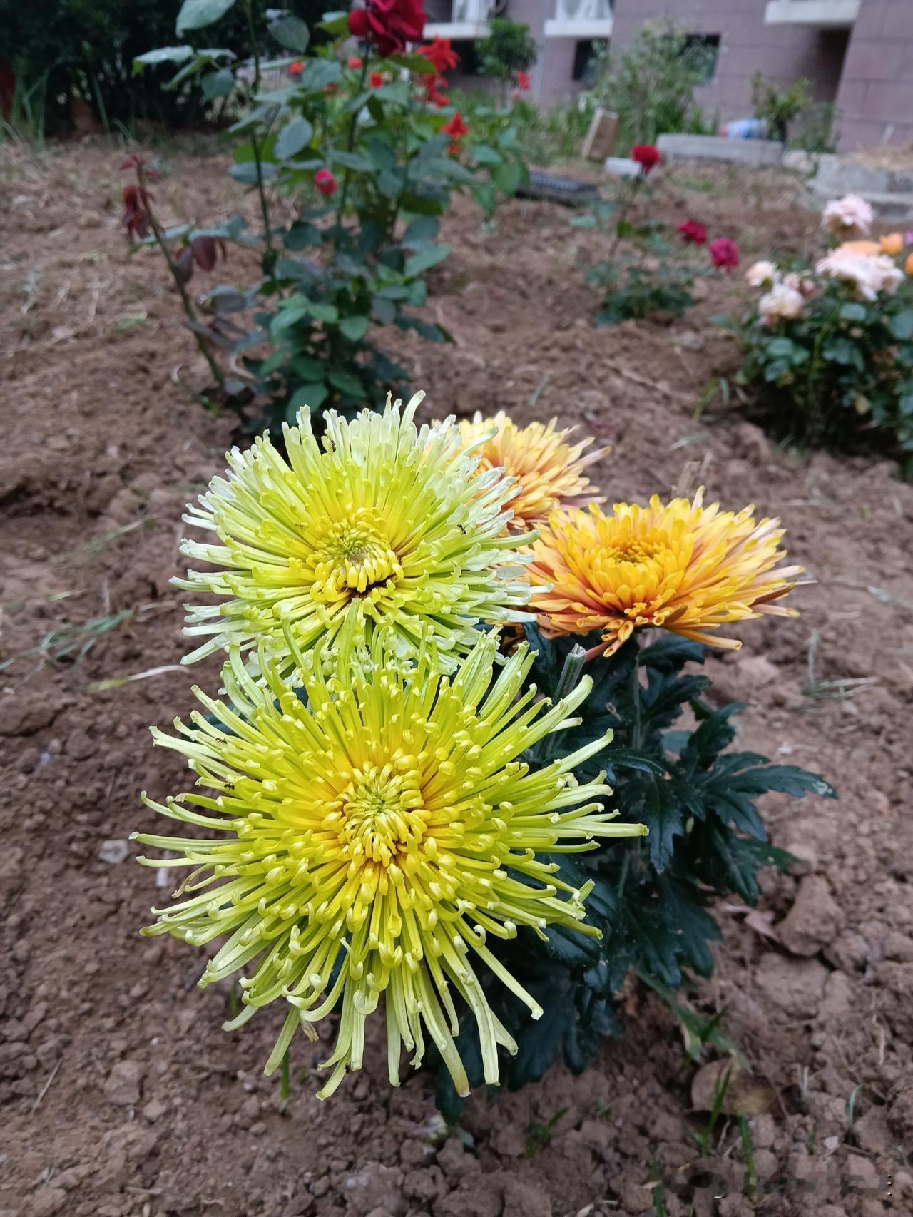 十二生肖各有千秋：1鼠头脑聪慧，2牛踏实靠谱，3虎气场强大，4兔性格温