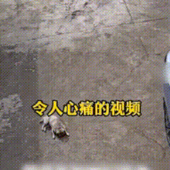 司机将汽车开到陌生人家的院子里调头，不慎压到了正躺在院子里睡觉的法国斗牛犬。