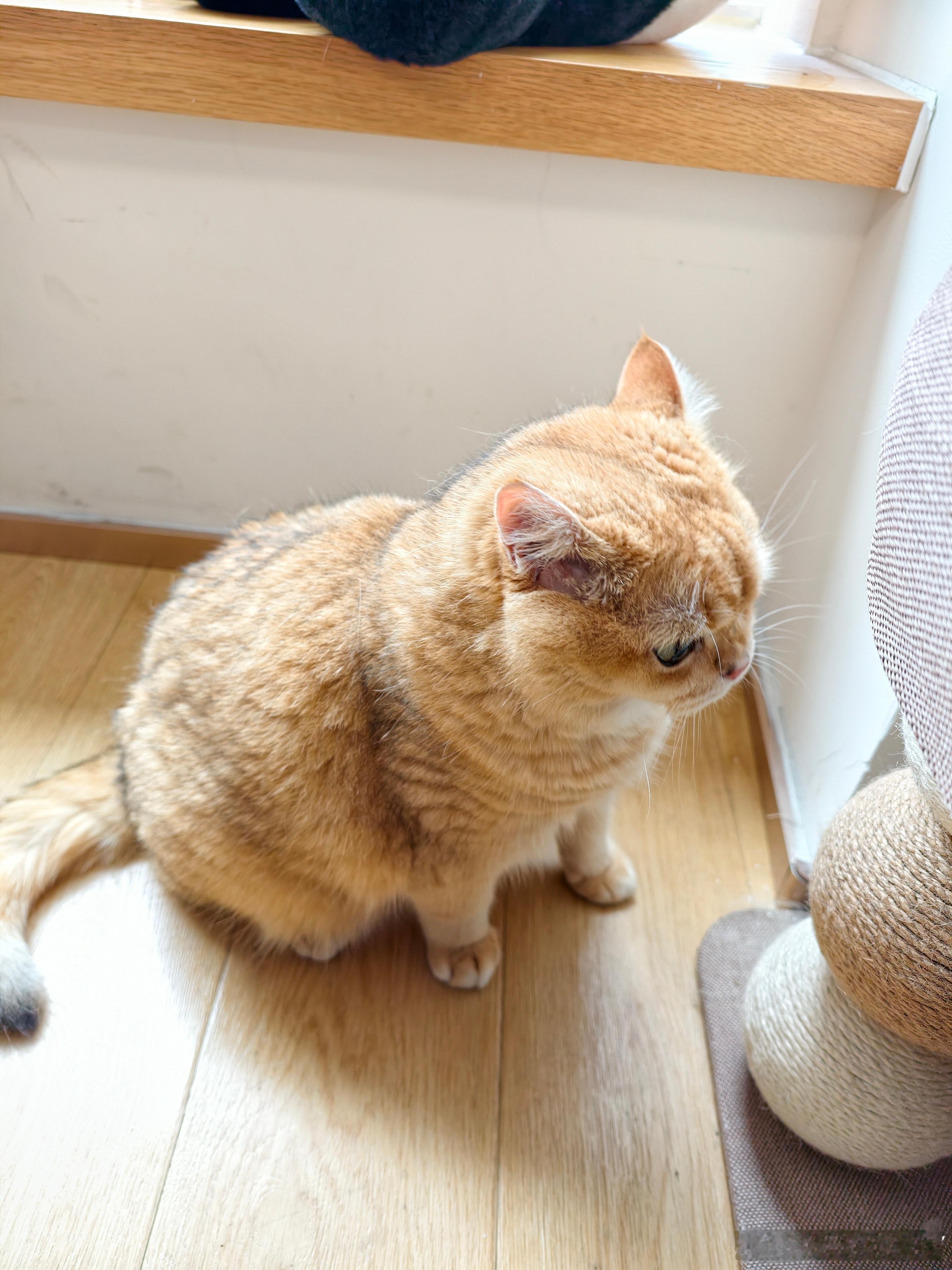 偷拍家里小猫咪，本来瘫得毫无形象一看到镜头，瞬间端庄起来还怪有偶像包袱滴萌宠金渐