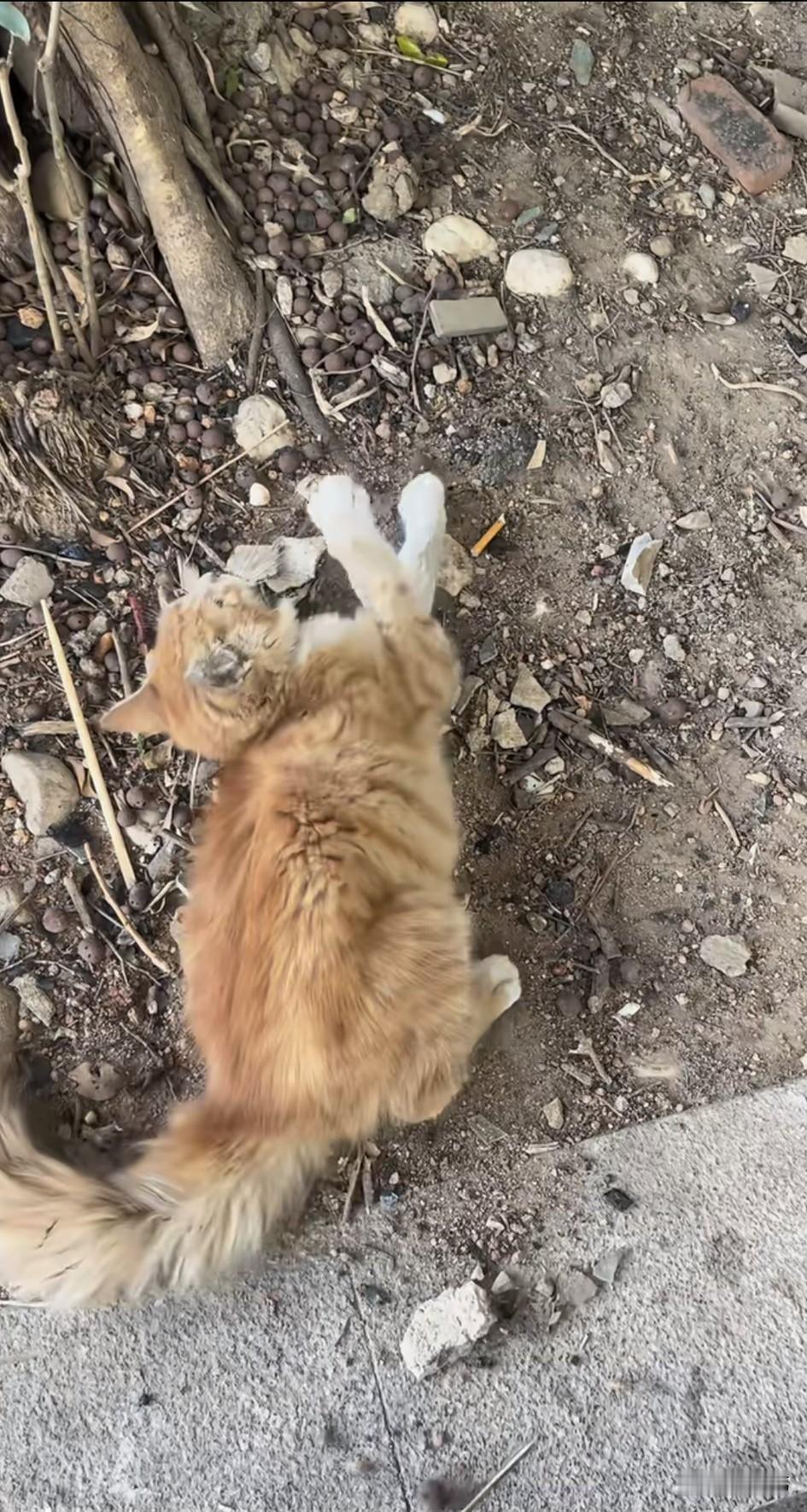 太可怜了！这天一位小哥哥去晨跑，当他跑到一个公园里的时候，看到无比凄惨的一幕，一