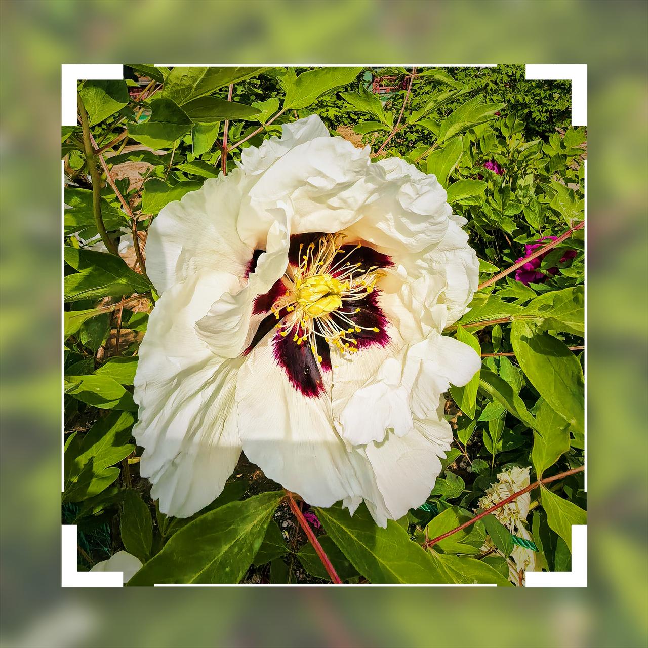 分享一张随手拍的花4月北京有牡丹