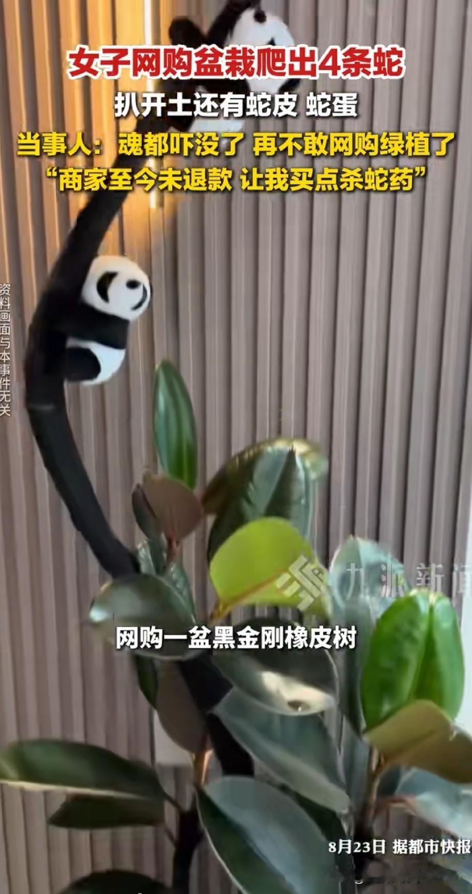 在网上买绿植一定要小心北京通州的高女士，8月21号发帖说，自己网购了一棵“黑