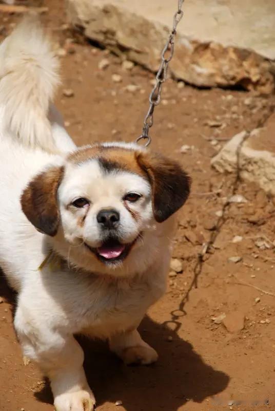 小狗因主人忘解狗链活活饿死湖南这事儿太让人痛心了。主人回老家一个多月，走时解开