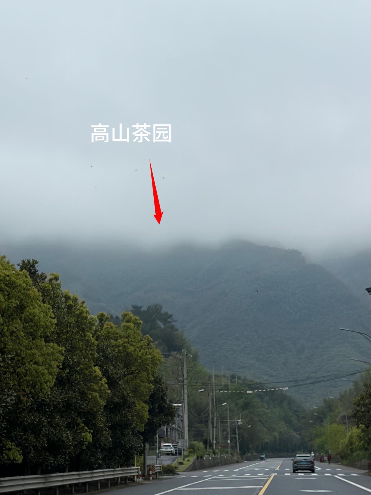 下午开车，从村里小路上了800米的高山，在章里古道顶端，这里有片安吉白茶园，