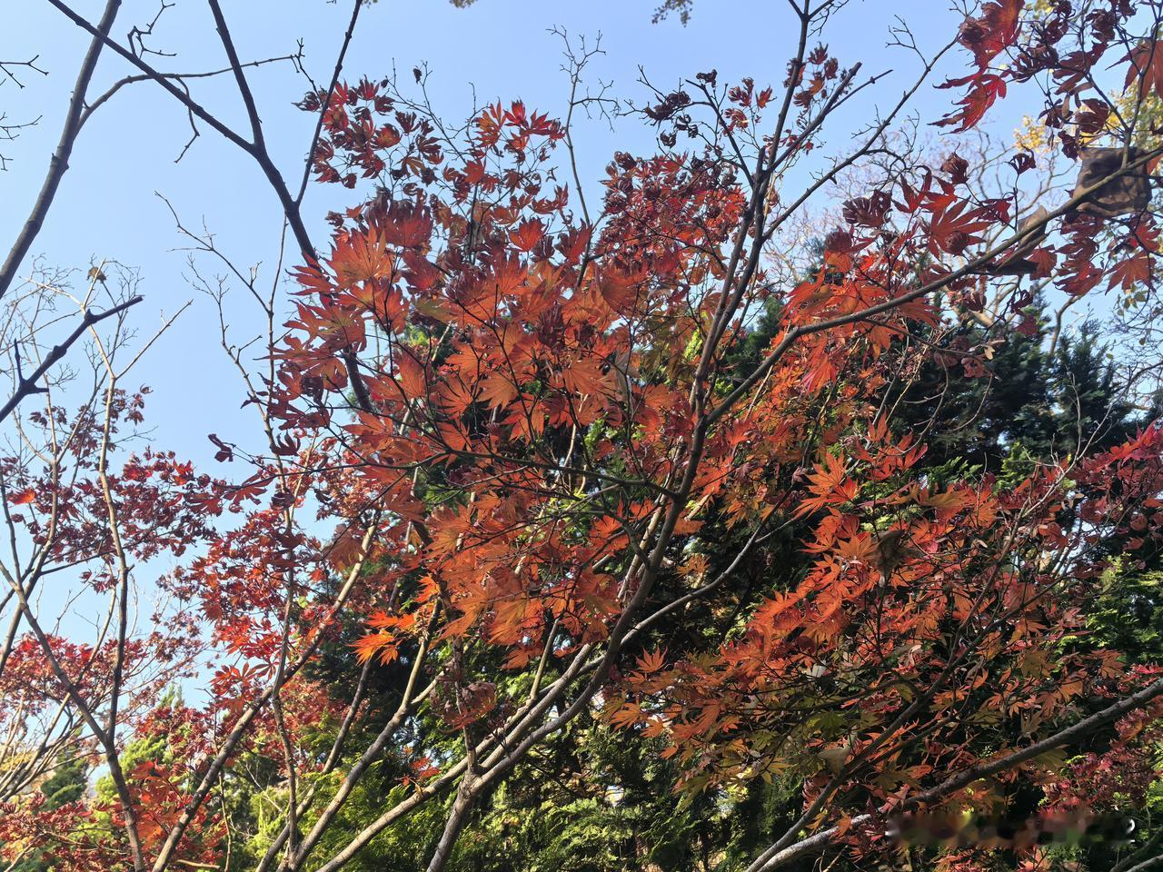 回到青岛才感觉到天津的气温比青岛低，比青岛阴冷，所以，那妹妹那里比我们青岛供暖要