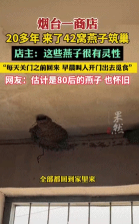 “万物皆有灵！”山东烟台，一商铺内共有42窝燕子在屋里筑巢，它们每天都会在店铺关