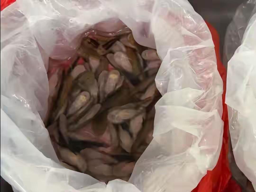 深圳海关在一女子裙内查获229条活鱼这件事发生在2025年11月23日的深圳罗