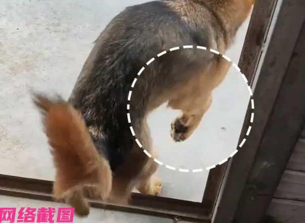 四川阆中有女子家里的狗狗前腿受伤，但狗狗似乎有小心思，明明腿已经好了，但在主人面