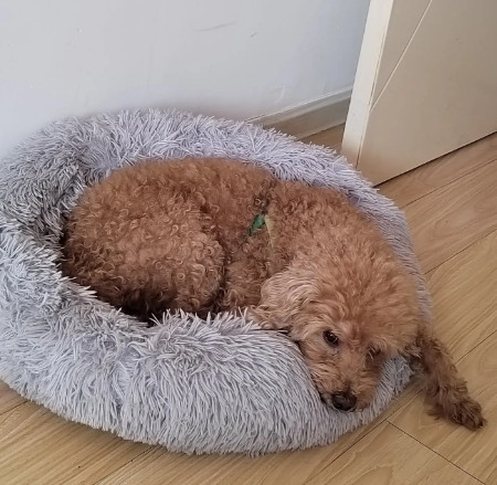 我今天揍了我家狗狗