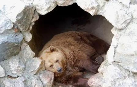 狼群会吃掉冬眠的熊吗？其实，很多人不知道，熊冬眠不是因为冷，也不是因为困，而是因