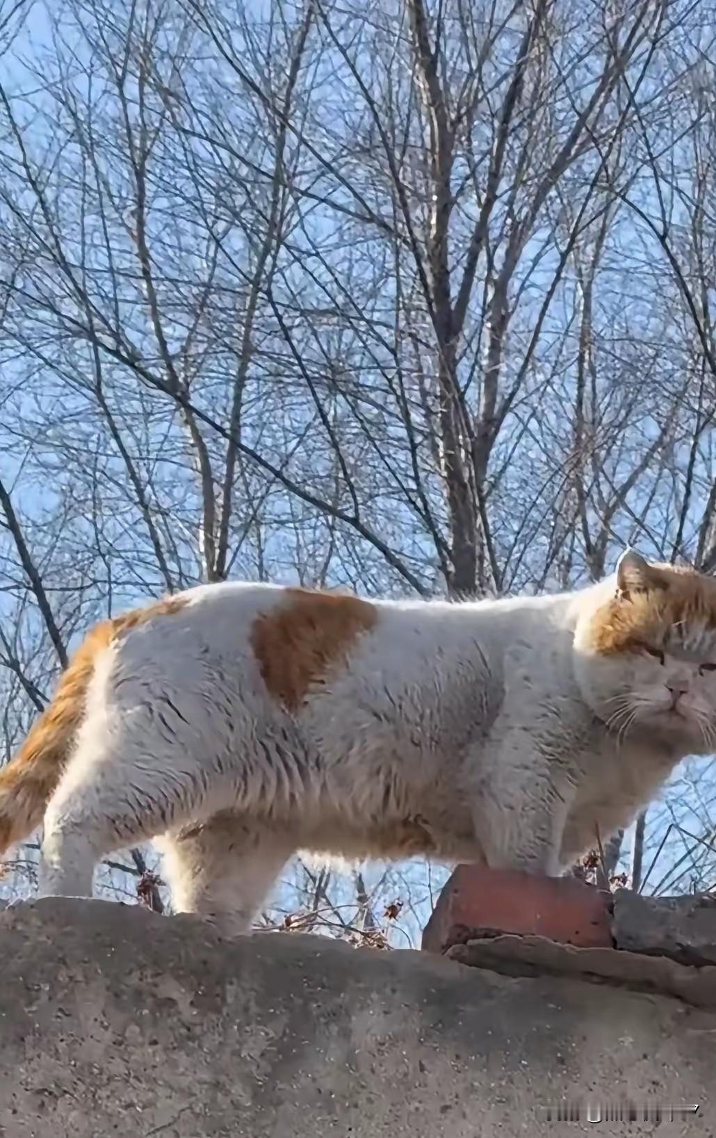看完这只猫，我直接颠覆了对养猫的认知！多少家养猫，住着干净的猫窝，吃着进口