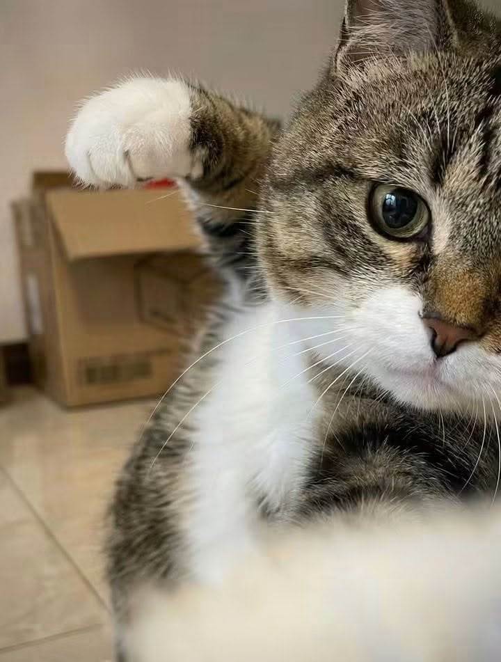 猫咪这个动作，是不是表示在跟我示好