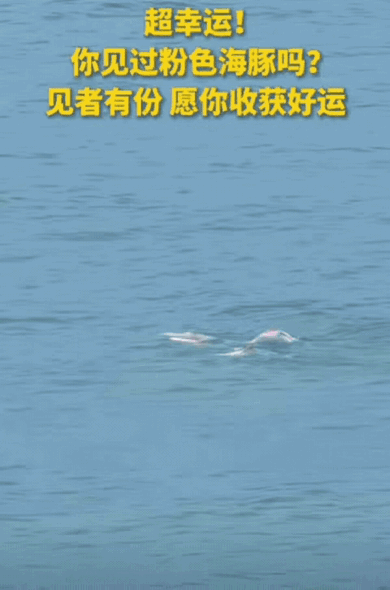 “上人民日报了！”广东，女子去海边玩，突然发现海里有几个黑影在靠近，她起初以为是