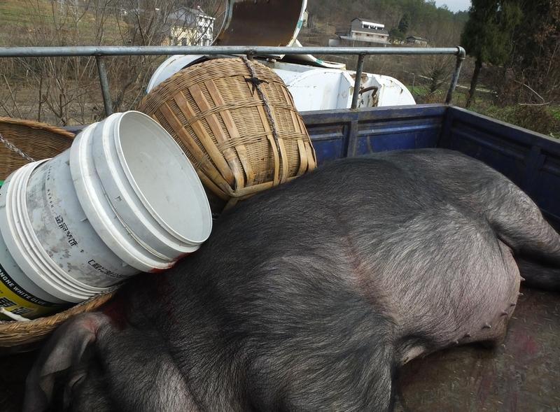 贵州这老奶奶喂猪的视频太逗了！视频里，老奶奶端着猪食到圈门口，可食盆在另一头墙角