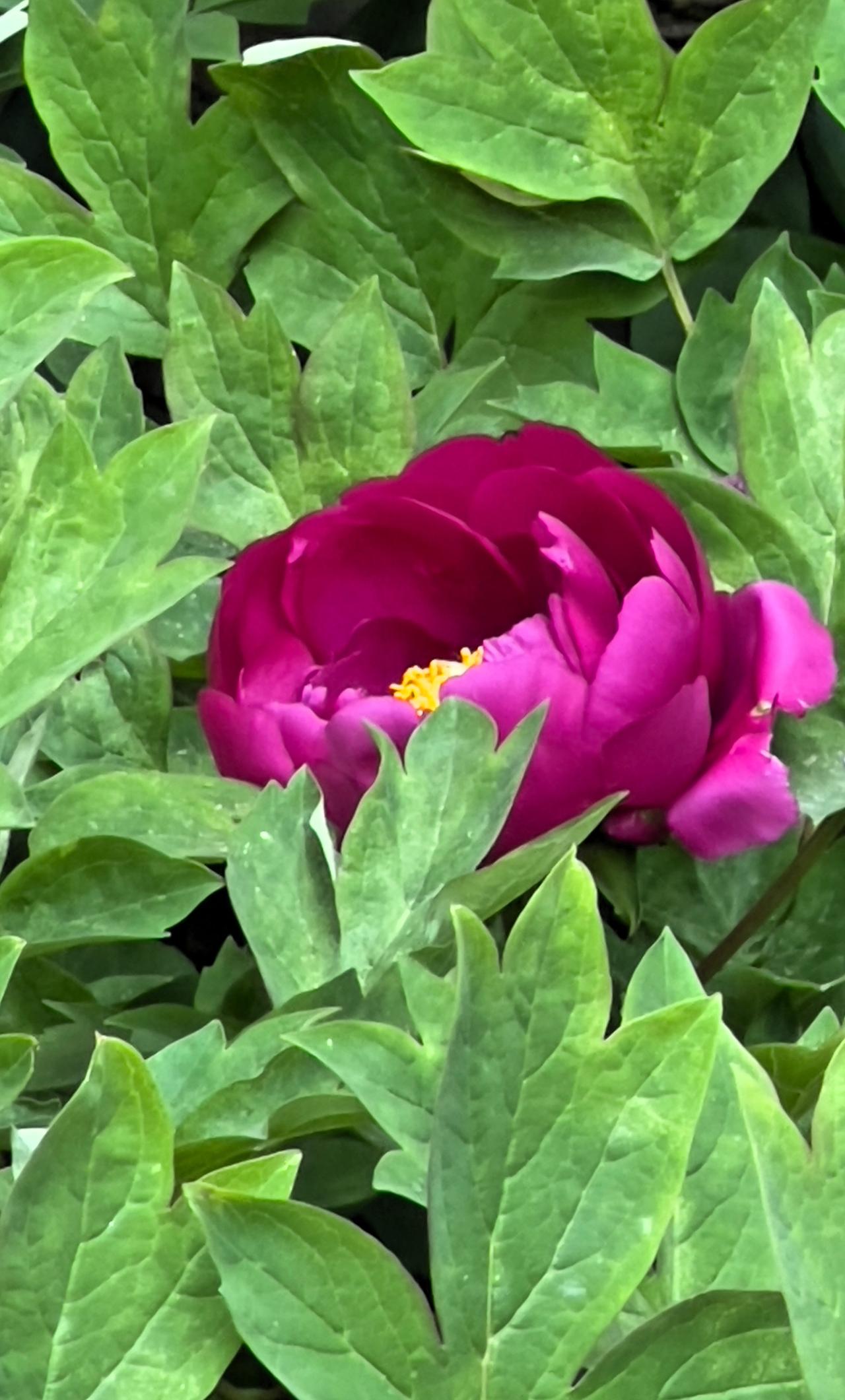 小区赏花：被绿叶映衬的牡丹花，即将露出美丽的容颜，绽放出靓丽迷人的光芒。