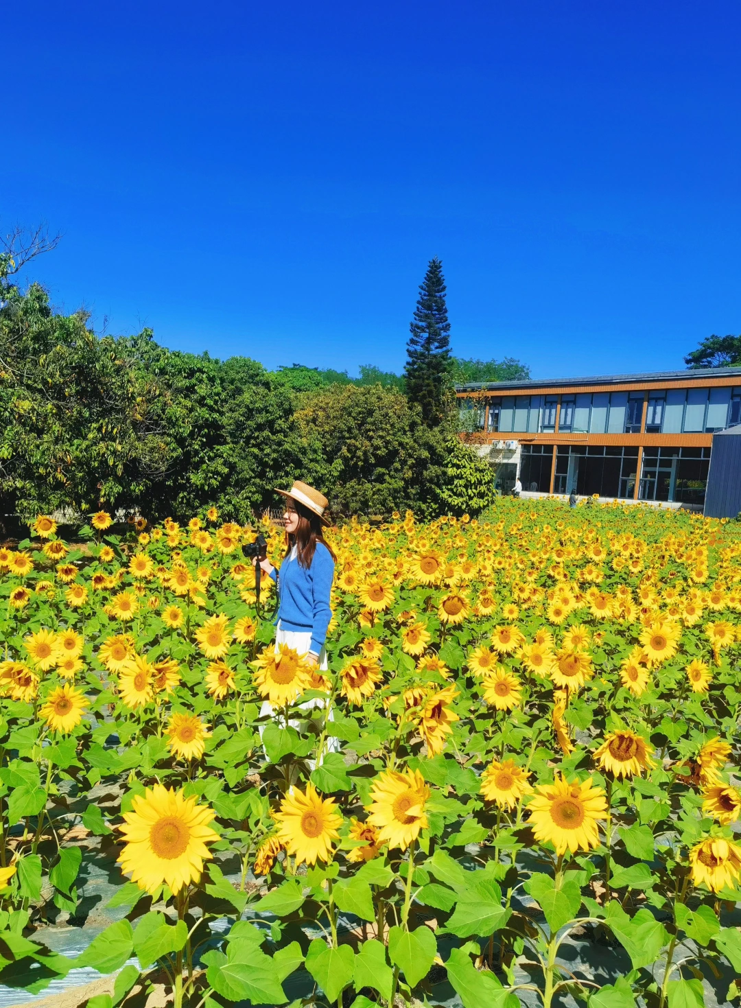 11.29实拍❗️是童话世界里的向日葵花海🌻