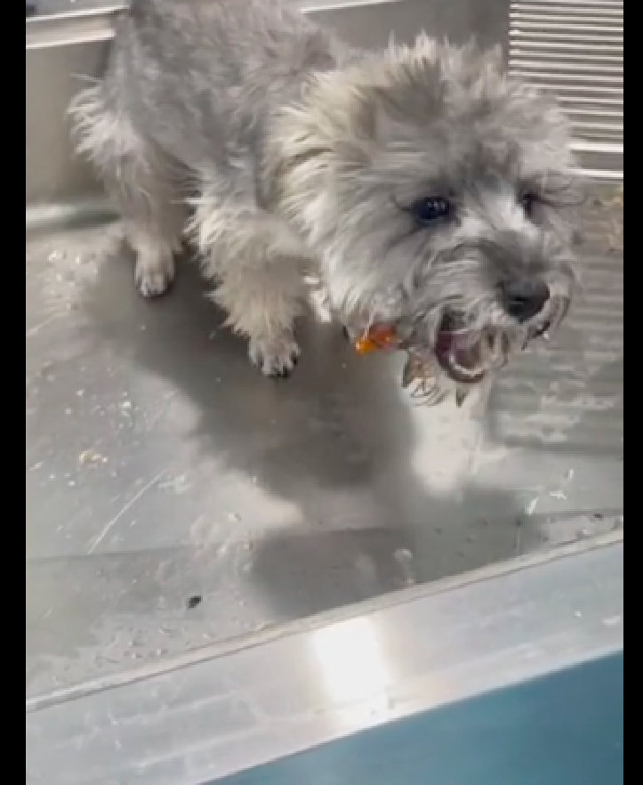 【狗狗偷吃主人买的布洛芬，洗胃催吐都没用，最终不幸内脏衰竭去世】最近有一位网友家