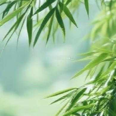 种植竹子，选对品种是成功的一半。家庭观赏推荐佛肚竹或观音竹，庭院造景选刚竹或斑竹