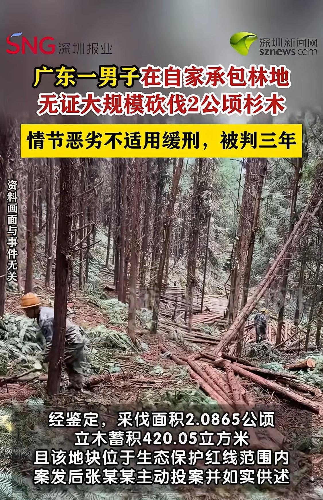 “这就是无知的代价！”广东，一男子在自家承包的山上种了很多树，树长成后，男子雇人