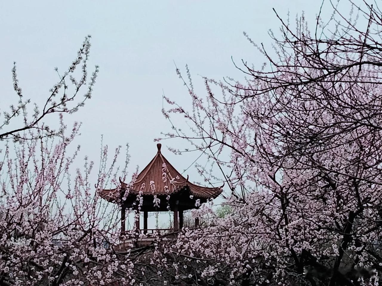 镜头，就是这样欺骗你的。公园里两株观赏桃树开花了，粉嫩如雪的花朵，美得令人心